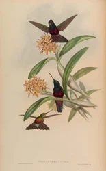 Helianthea Typica